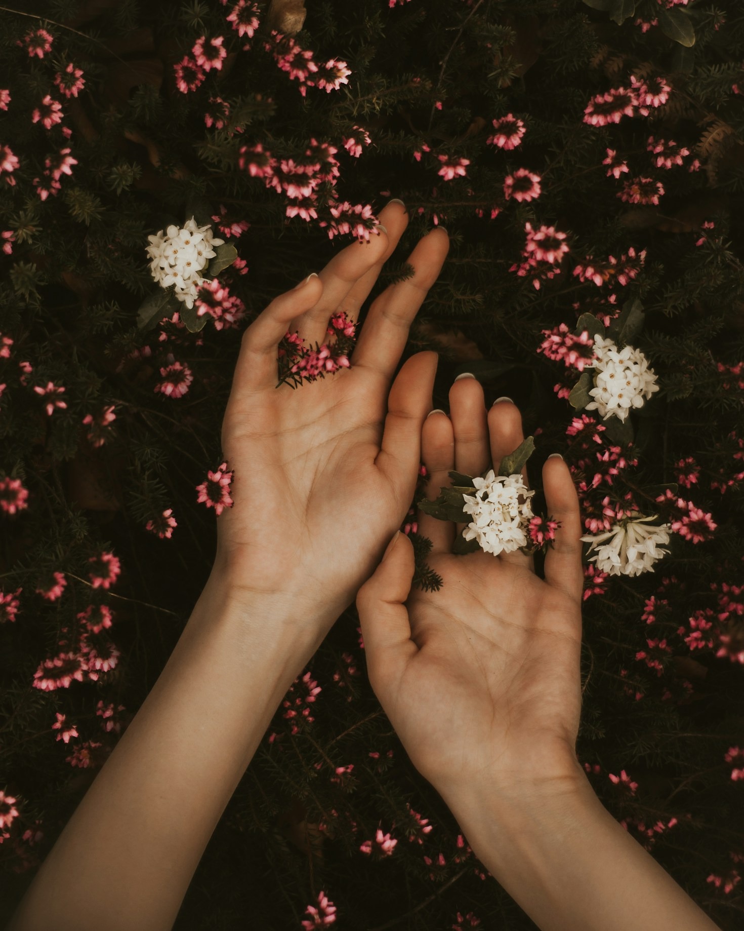 Os Fundamentos da Terapia Floral: Um Guia Completo