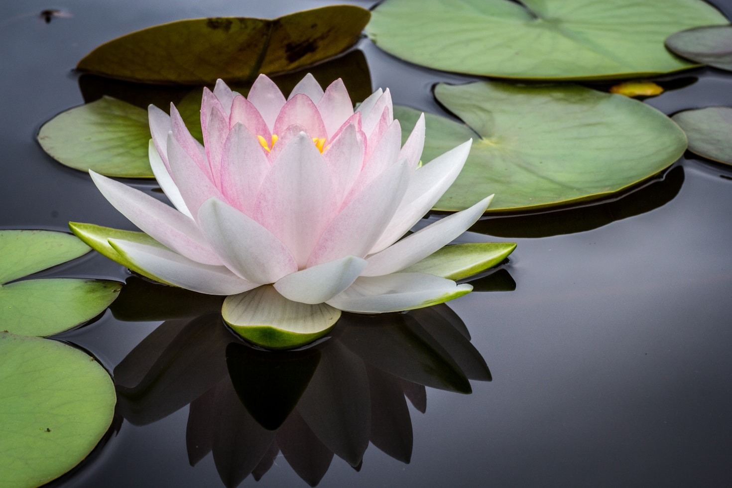 Como as Essências Florais Podem Melhorar Seu Bem-Estar
