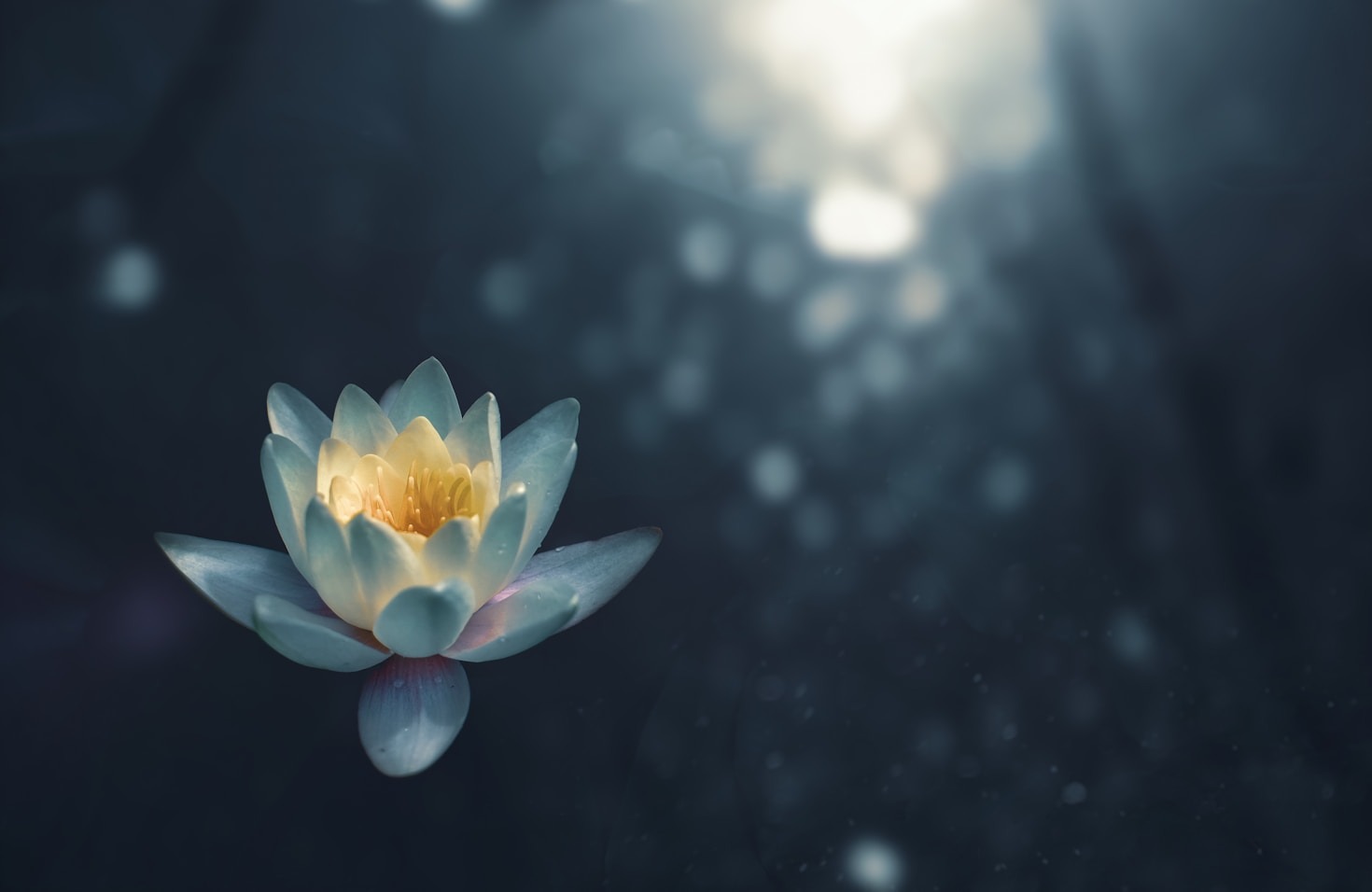 Explorando os Tipos de Terapia Floral e Suas Aplicações