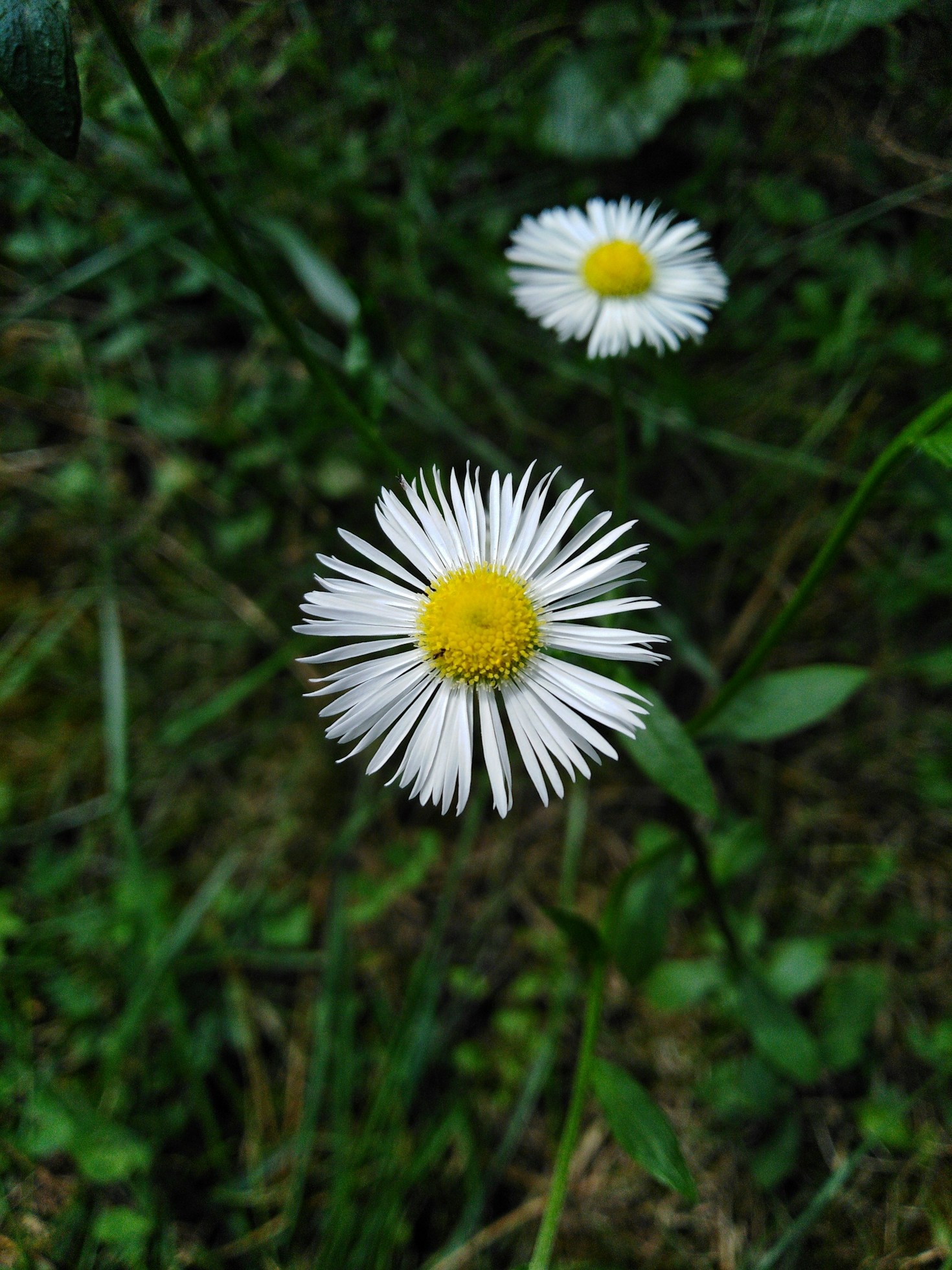 O Poder das Flores: Benefícios Além da Beleza