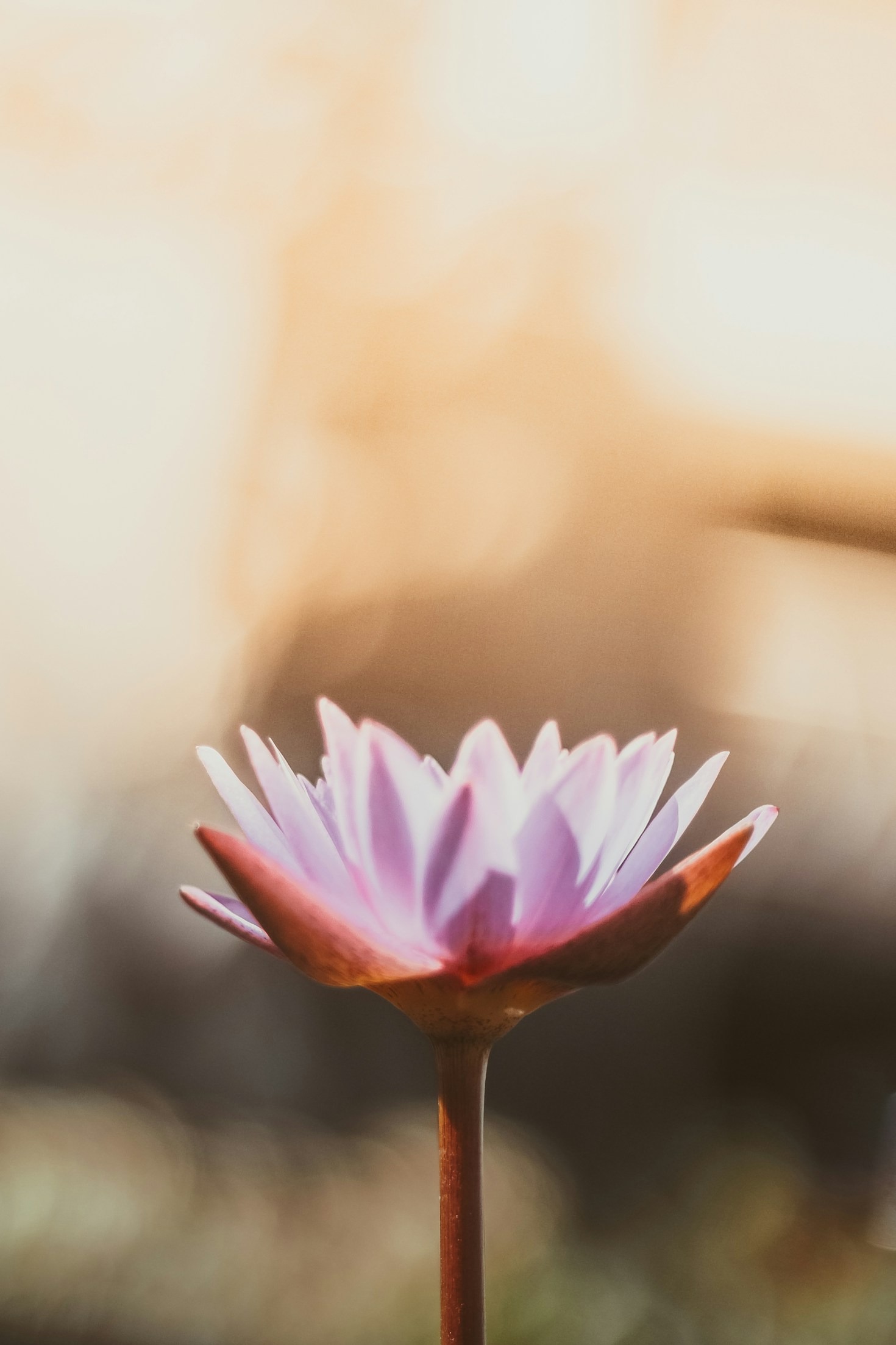 A História da Terapia Floral: De Bach aos Dias de Hoje