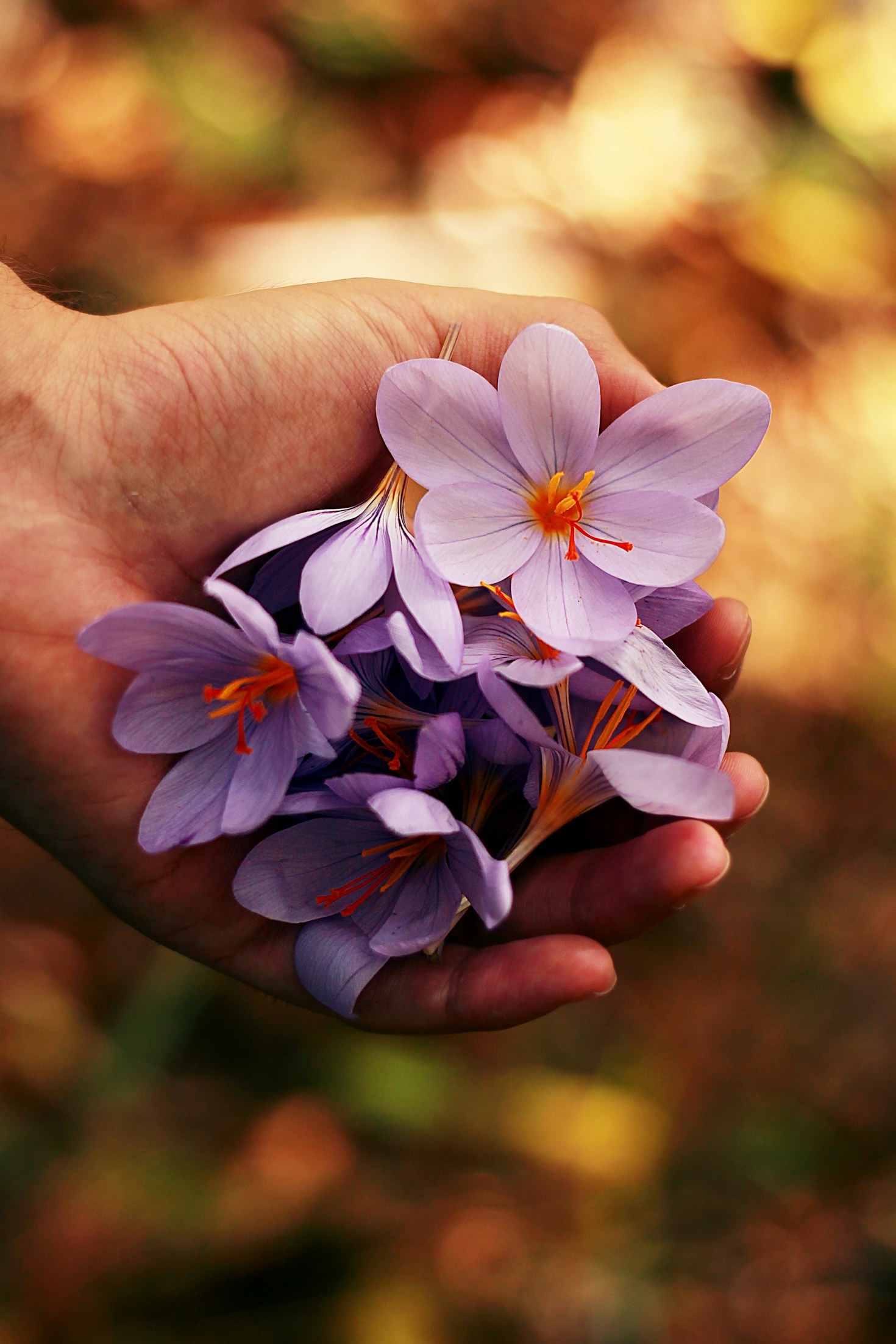Cinco Essências Florais Essenciais para Começar